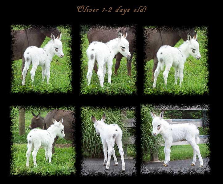Critter Haven Farm Miniature Donkeys